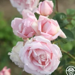 Fragrant Masterpiece™