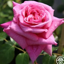 Fragrant Pink Climber Collection II