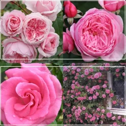 Fragrant Pink Climber Collection