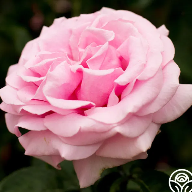 Frédéric Mistral®