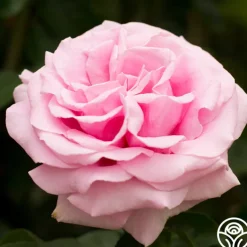 Frédéric Mistral®