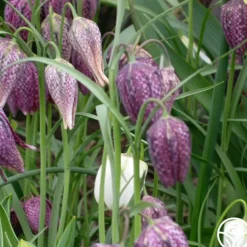 Fritillaria Meleagris Mix