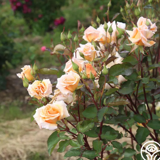 Gentle Persuasion™