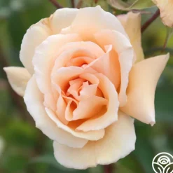 Gentle Persuasion™