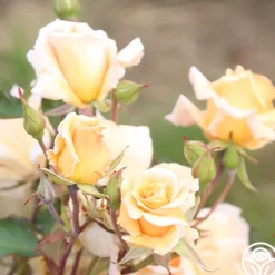 Gentle Persuasion™