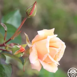 Gentle Persuasion™