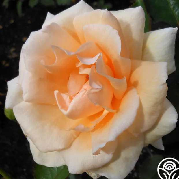 Gentle Persuasion™