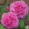 Gertrude Jekyll®