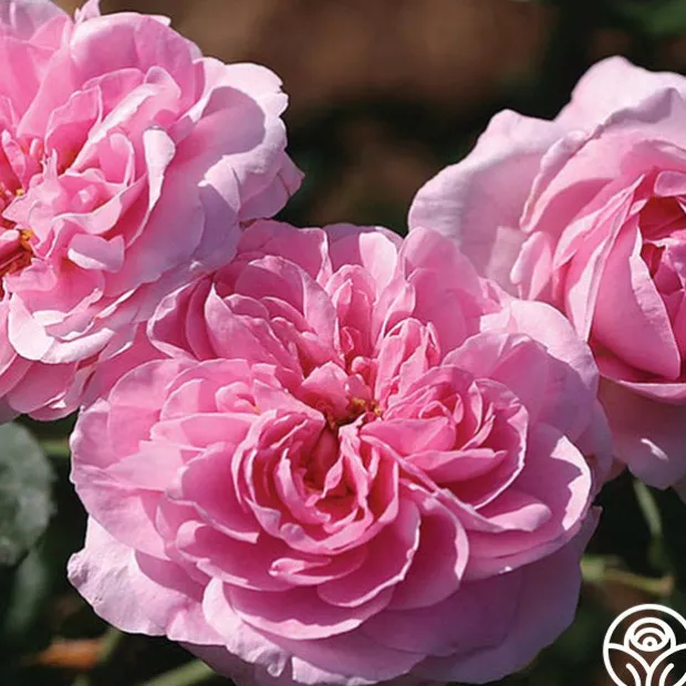 Gertrude Jekyll®