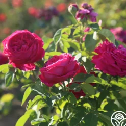 Général Washington