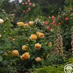 Golden Celebration®