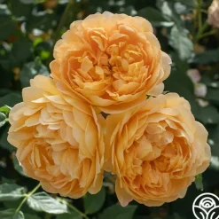 Golden Celebration®