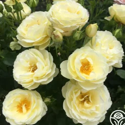 Good Ol' Summertime™