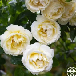 Good Ol' Summertime™