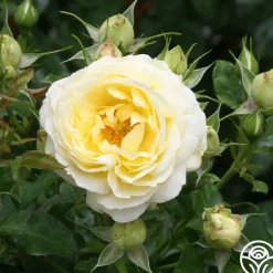 Good Ol' Summertime™