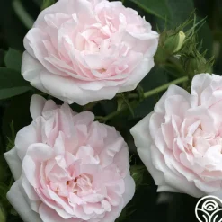 Great Maiden's Blush