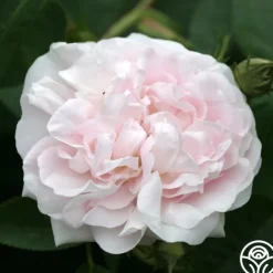 Great Maiden's Blush