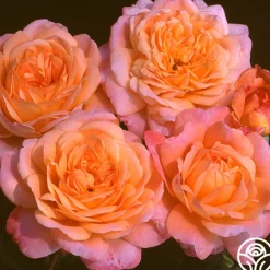 Heat-Tolerant Collection