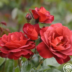 Heat-Tolerant Collection