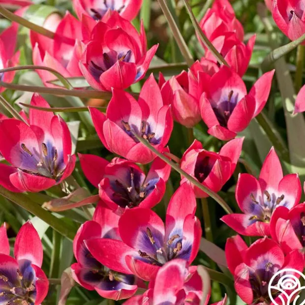 Humilis Little Beauty