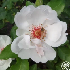 Jacqueline du Pré™