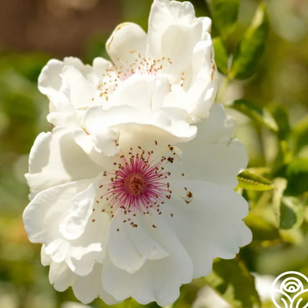 Jacqueline du Pré™