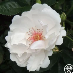 Jacqueline du Pré™