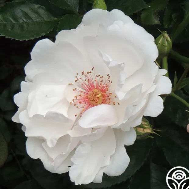 Jacqueline du Pré™