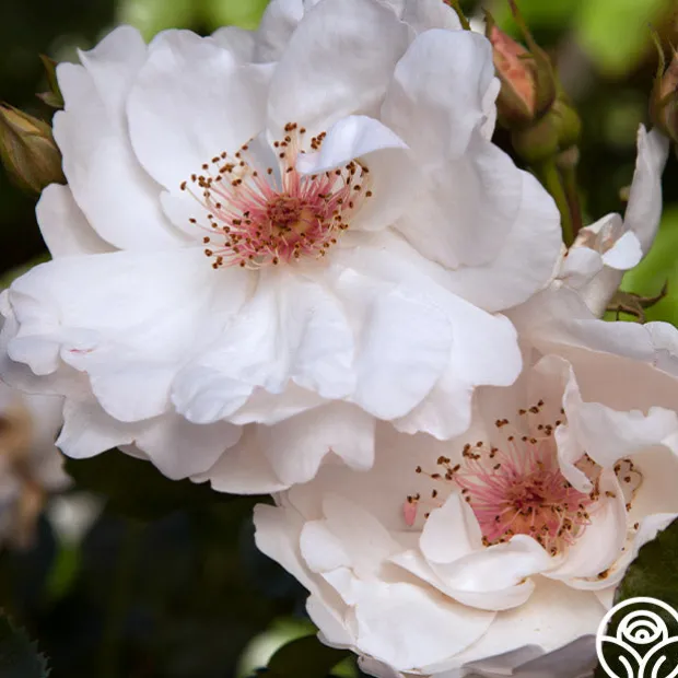 Jacqueline du Pré™