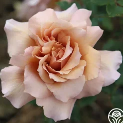 Julia's Rose®