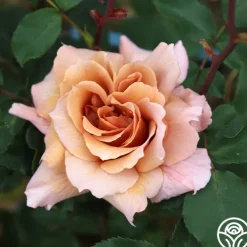 Julia's Rose®