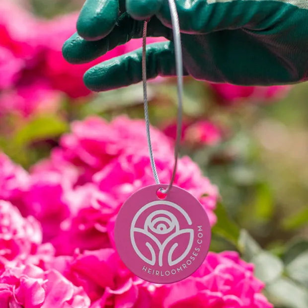 Julia's Rose® Tag