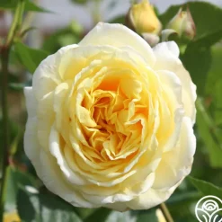 Karl Ploberger Rose