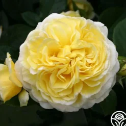 Karl Ploberger Rose