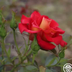 Ketchup & Mustard™