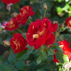 Ketchup & Mustard™