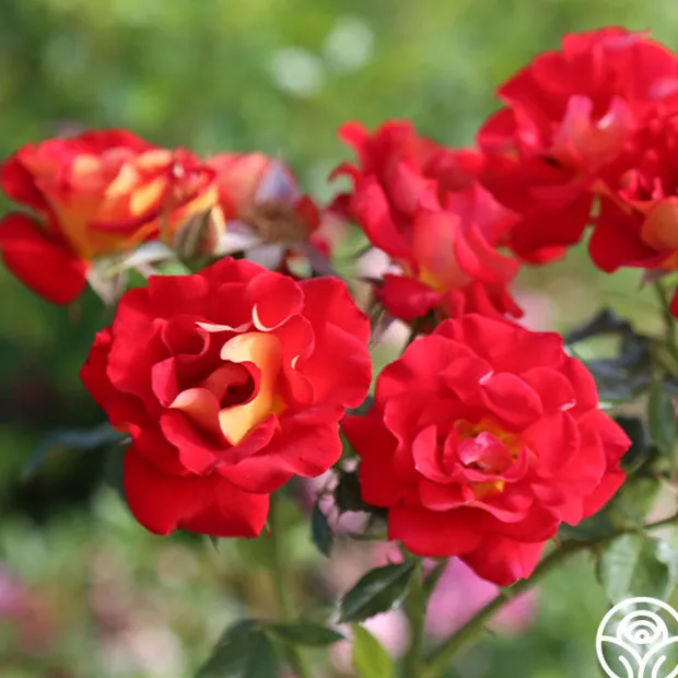 Ketchup & Mustard™