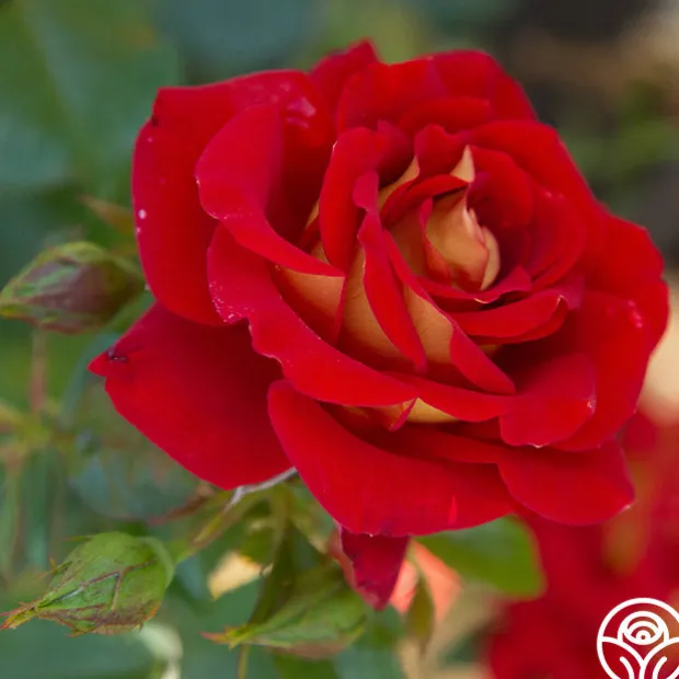 Ketchup & Mustard™