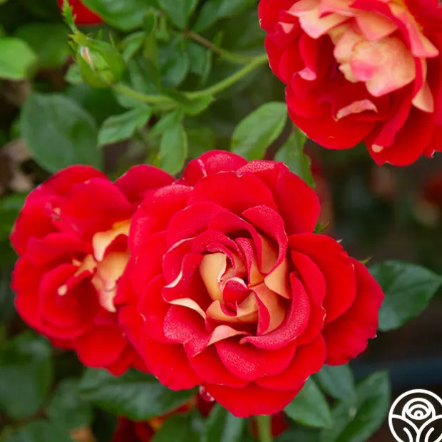 Ketchup & Mustard™