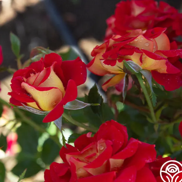 Ketchup & Mustard™