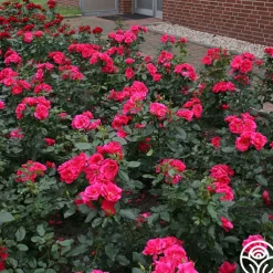 Kolorscape® Flamingo