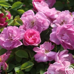 Lavender Floorshow®