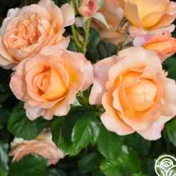 Lawrence Of Arabia™