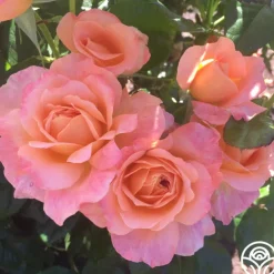 Lawrence Of Arabia™