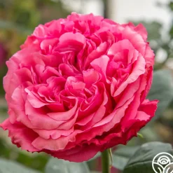 Loves Me, Loves Me Not™