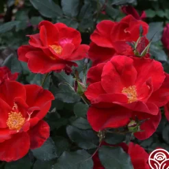 Miracle On The Hudson®