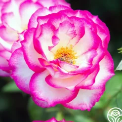 Miss Congeniality™