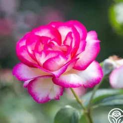 Miss Congeniality™