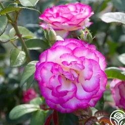 Miss Congeniality™