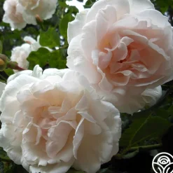 Mme Alfred Carrière